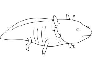 Axolotl boyama sayfası,  coloring page, Büyük bir aksolotl saklandı., 