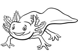 Axolotl boyama sayfası,  coloring page, Mutlu aksolotl, 