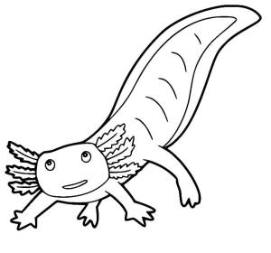 Axolotl boyama sayfası,  coloring page, Büyük kuyruklu aksolotl 1, 