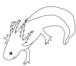 Axolotl boyama sayfası,  coloring page, Büyük kuyruklu sevimli aksolotl., 