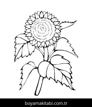 Ayçiçeği boyama sayfası 50323,  coloring page, 