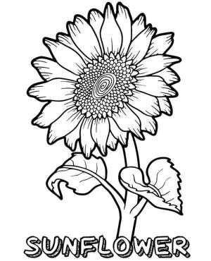 Ayçiçeği boyama sayfası,  coloring page, Ayçiçeği tomurcuğu güneşe benziyor, 