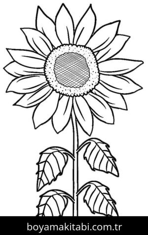 Ayçiçeği Boyama