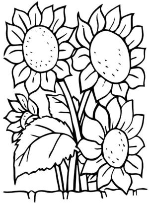 Ayçiçeği boyama sayfası,  coloring page, Koca bir ayçiçeği tarlası., 