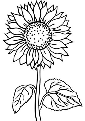 Ayçiçeği boyama sayfası,  coloring page, Altın ayçiçeği salkımı., 