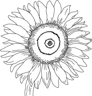 Ayçiçeği boyama sayfası,  coloring page, Güneşin muhteşem adaşı, 