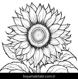 Ayçiçeği boyama sayfası,  coloring page, renkli, mutlu, doğal