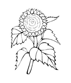 Ayçiçeği boyama sayfası,  coloring page, Sanatçılar arasında popüler bir çiçek., 