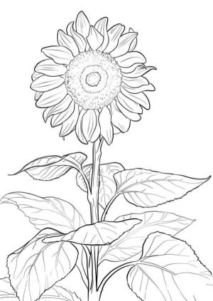 Ayçiçeği boyama sayfası,  coloring page, Aster cinsi bitkiler, 