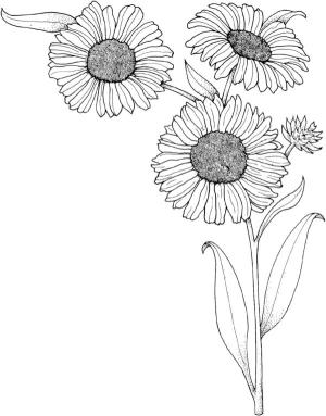 Ayçiçeği boyama sayfası,  coloring page, Sıra dışı bitki yapısı., 