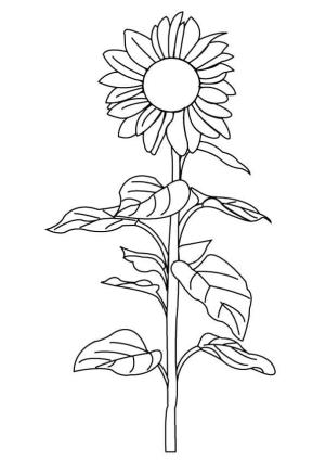 Ayçiçeği boyama sayfası,  coloring page, Uzun saplı inanılmaz bir çiçek., 