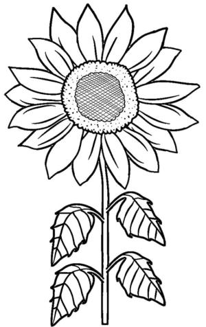 Ayçiçeği boyama sayfası,  coloring page, Ayçiçeği mekânı sıcak bir ışıkla dolduruyor., 