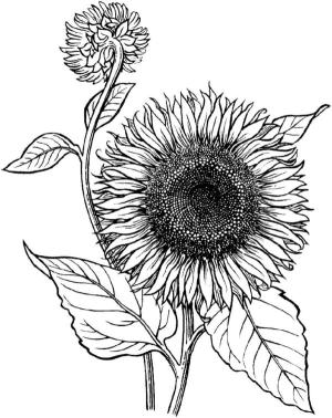 Ayçiçeği boyama sayfası,  coloring page, Küçük ve parlak güneşler., 