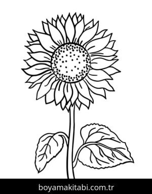 Ayçiçeği Boyama
