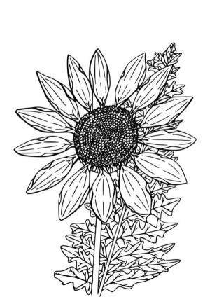 Ayçiçeği boyama sayfası,  coloring page, Ayçiçeklerinin yakınındaki toprağı otlandırmazsanız yabani otlar büyüyecektir., 