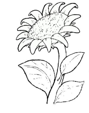 Ayçiçeği boyama sayfası,  coloring page, Çiçekler tarlaya saçılmış., 