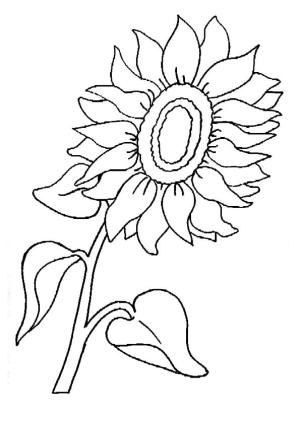 Ayçiçeği boyama sayfası,  coloring page, Ayçiçeği yağlı tohum, tek yıllık veya yumrulu, 