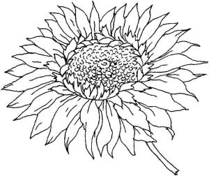 Ayçiçeği boyama sayfası,  coloring page, Ayçiçeği meyvelerinden yağ elde edilebilir., 