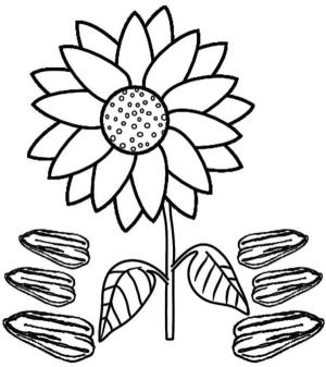 Ayçiçeği boyama sayfası,  coloring page, Altın ayçiçeğinden hasat., 