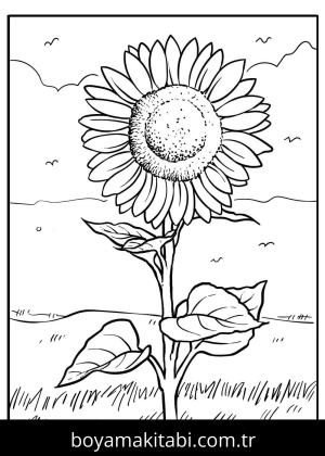 Ayçiçeği boyama sayfası – boyama çalışması, yaratıcılığı geliştirir