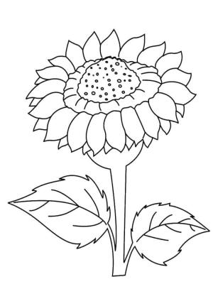 Ayçiçeği boyama sayfası,  coloring page, Ayçiçeği kökleri toprağı tüm kirleticilerden temizleyebilir, 