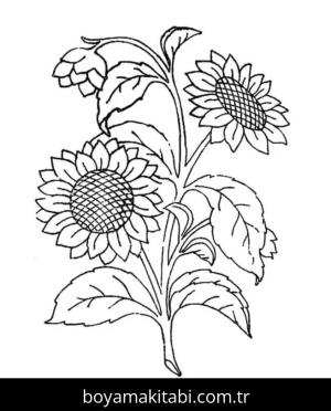 Ayçiçeği Boyama