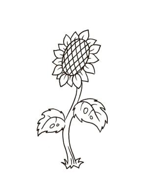 Ayçiçeği boyama sayfası,  coloring page, Tohumlu güneşli bitki., 