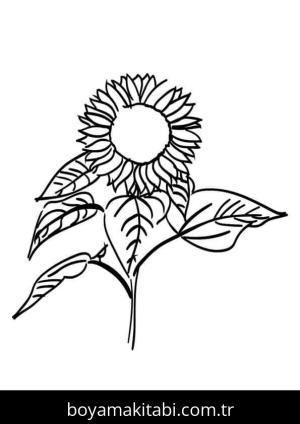 Ayçiçeği Boyama