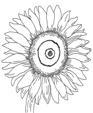 Ayçiçeği boyama sayfası,  coloring page, Çiçek içinde çiçek., 