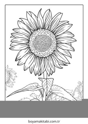 Ayçiçeği boyama sayfası – yaratıcılığı geliştirir, keyifli zaman