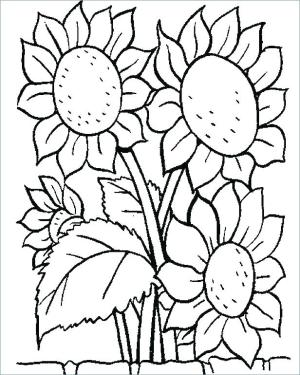 Ayçiçeği boyama sayfası,  coloring page, Bir Demet Ayçiçeği, 