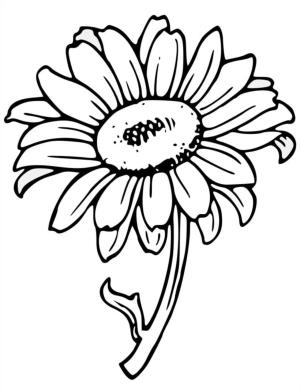 Ayçiçeği boyama sayfası,  coloring page, Tarlada yetişen yağlı tohum ayçiçeği, 