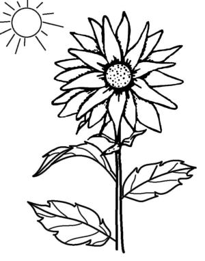 Ayçiçeği boyama sayfası,  coloring page, Ayçiçekleri buğdaydan çok daha önce ekilmiştir., 