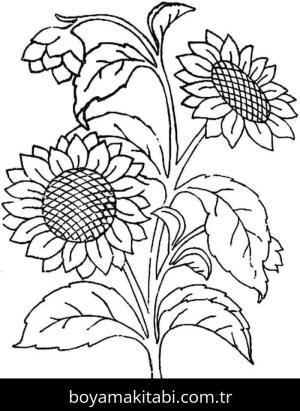 Ayçiçeği boyama sayfası – çocuklar için, çizgi film temalı