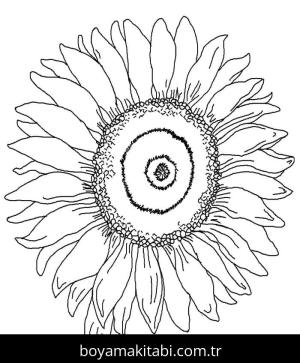 Ayçiçeği Boyama