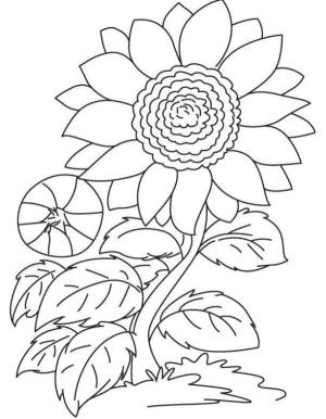 Ayçiçeği boyama sayfası,  coloring page, Ayçiçeği her zaman güneş ışınlarını takip etmek için döner., 