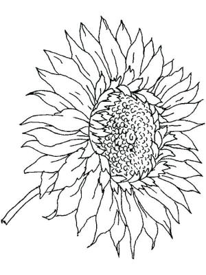 Ayçiçeği boyama sayfası,  coloring page, Büyüleyici güneş çiçeği, 