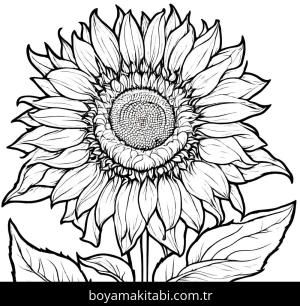 Ayçiçeği boyama sayfası,  coloring page, eğlenceli, yuvarlak hatlı, popüler