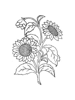 Ayçiçeği boyama sayfası,  coloring page, Bütün sarı ve parlak çalı, 