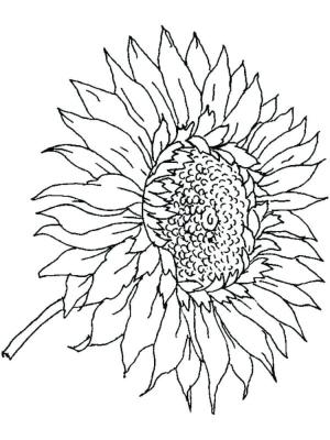 Ayçiçeği boyama sayfası,  coloring page, Güneş’in sıradışı uydusu., 