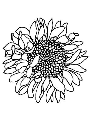 Ayçiçeği boyama sayfası,  coloring page, Ayçiçekleri Solmuş, 