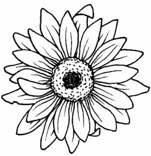 Ayçiçeği boyama sayfası,  coloring page, Bu çiçek herkesi neşelendirecek, 