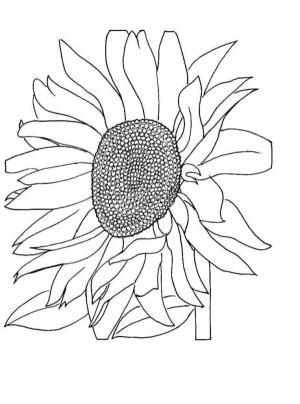 Ayçiçeği boyama sayfası,  coloring page, Would you like to nibble fresh seeds, 