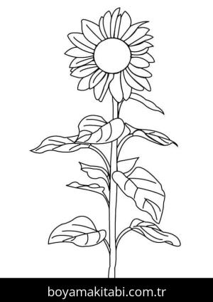 Ayçiçeği Boyama