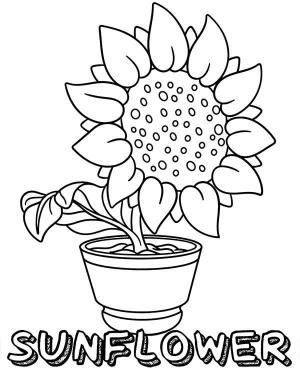 Ayçiçeği boyama sayfası,  coloring page, Ayçiçeği evde bir saksıda yetiştirilebilir., 