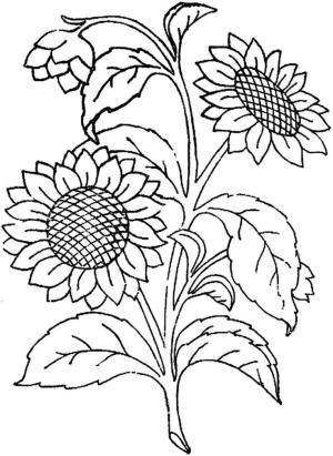 Ayçiçeği boyama sayfası,  coloring page, Göz alıcı sarı bitki, 