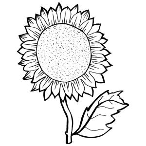 Ayçiçeği boyama sayfası,  coloring page, Güneşe çok benzeyen bir bitki., 