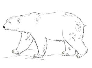 Ayı boyama sayfası, Bear coloring page, , 