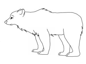 Ayı boyama sayfası, Bear coloring page, , 