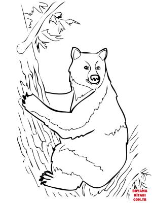 Ayı boyama sayfası, Bear coloring page, , Bears American Black Bear Sits On Tree